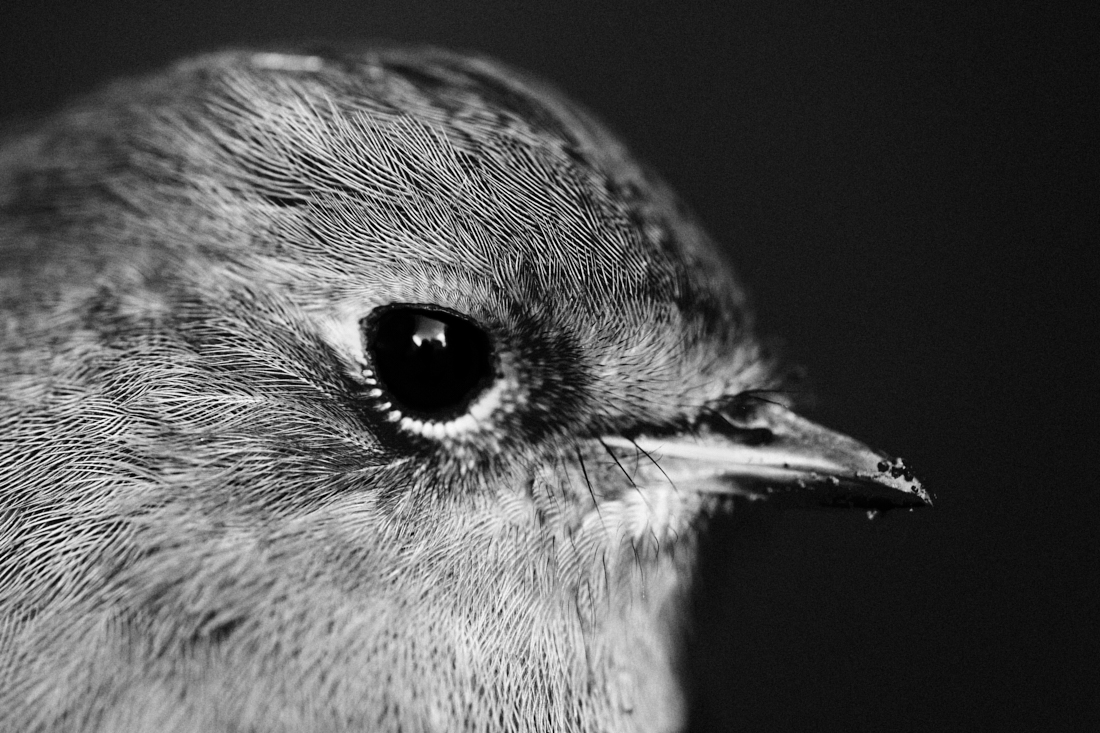 little robin, very large