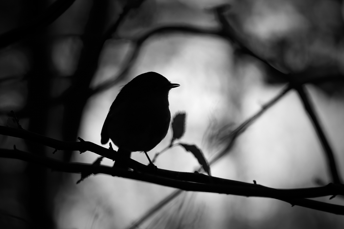 little robin, very large