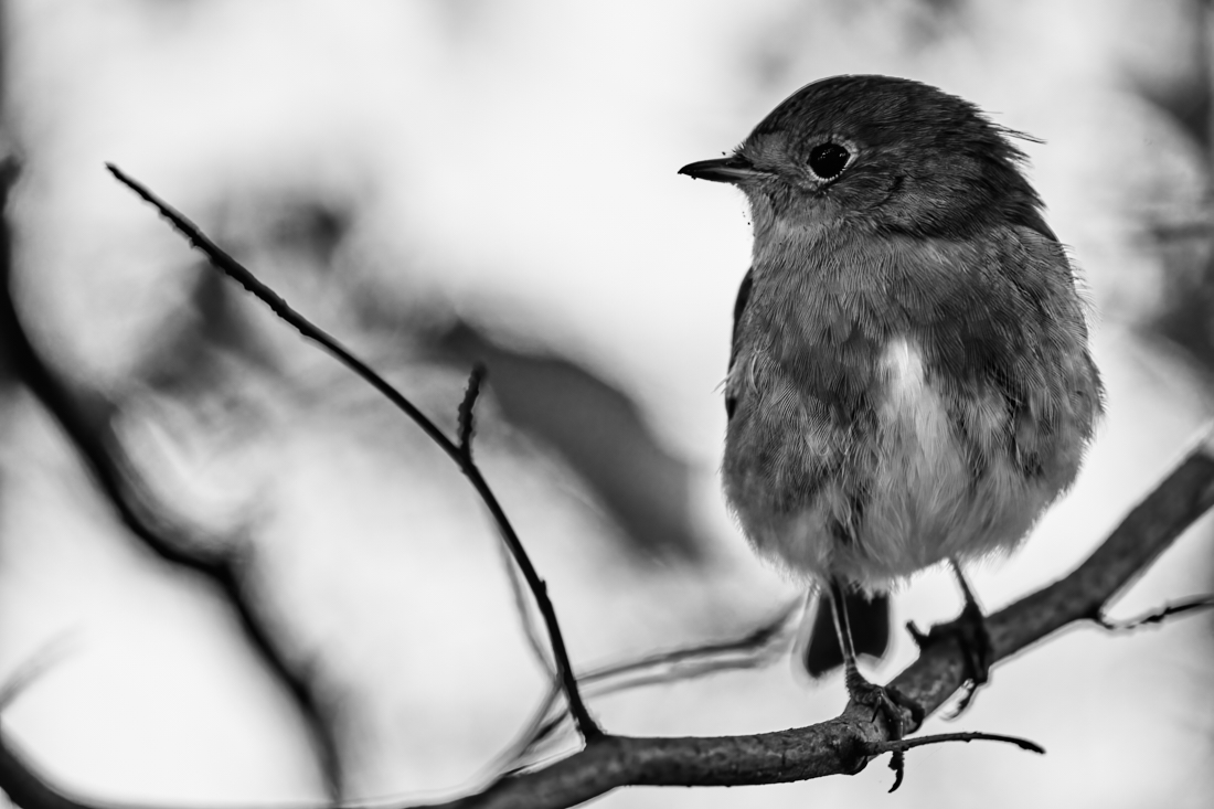 little robin, very large