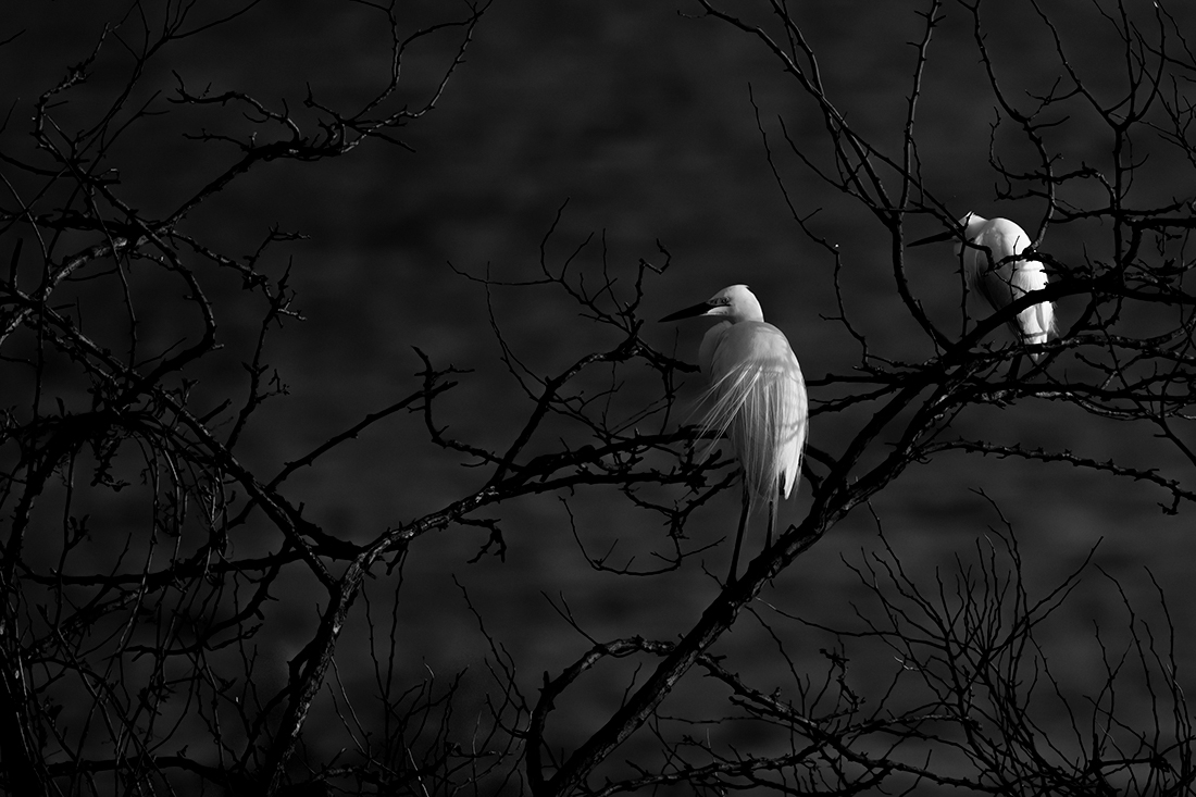 Two egrets in the evening
