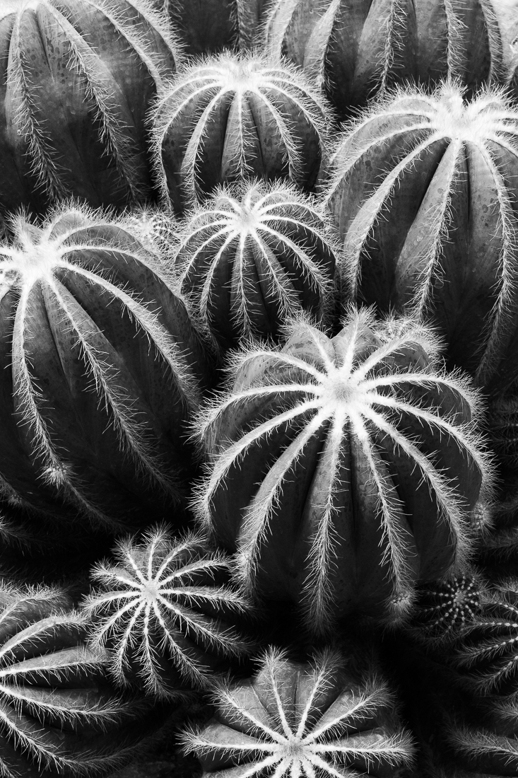 Botanica