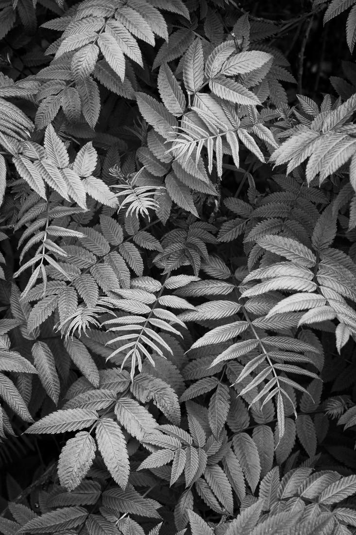 Botanica