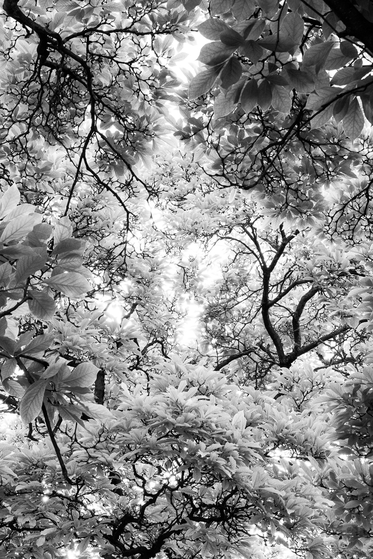 Botanica