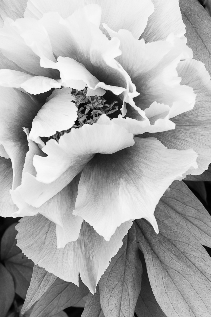 Botanica