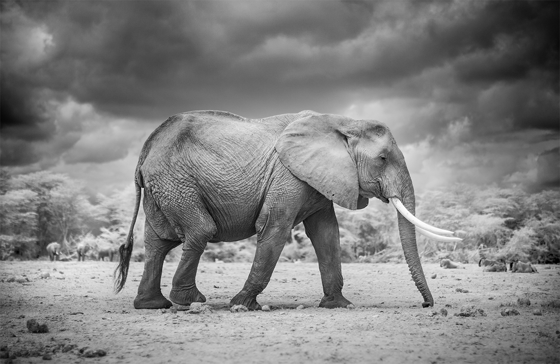 Amboseli Infrared Wildlife
