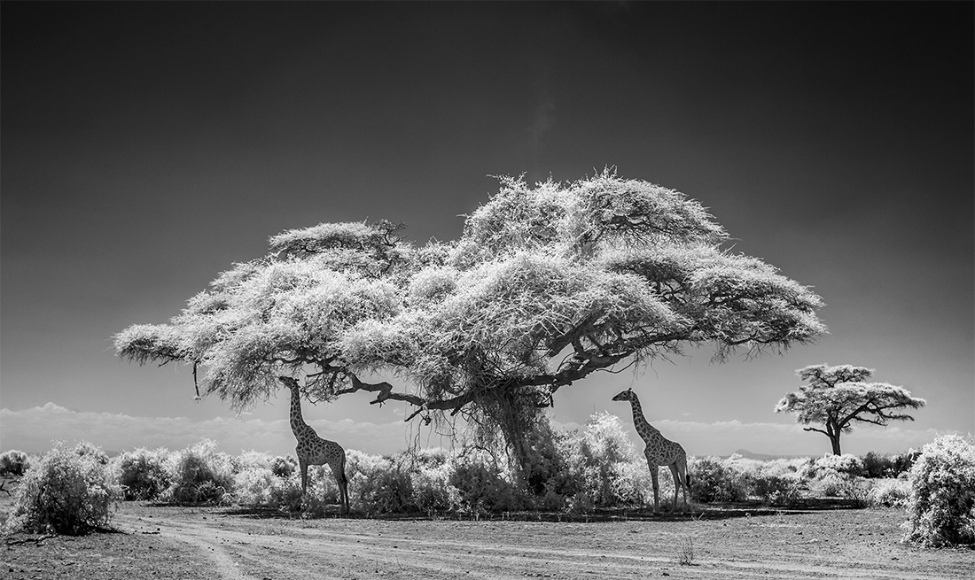 Amboseli Infrared Wildlife