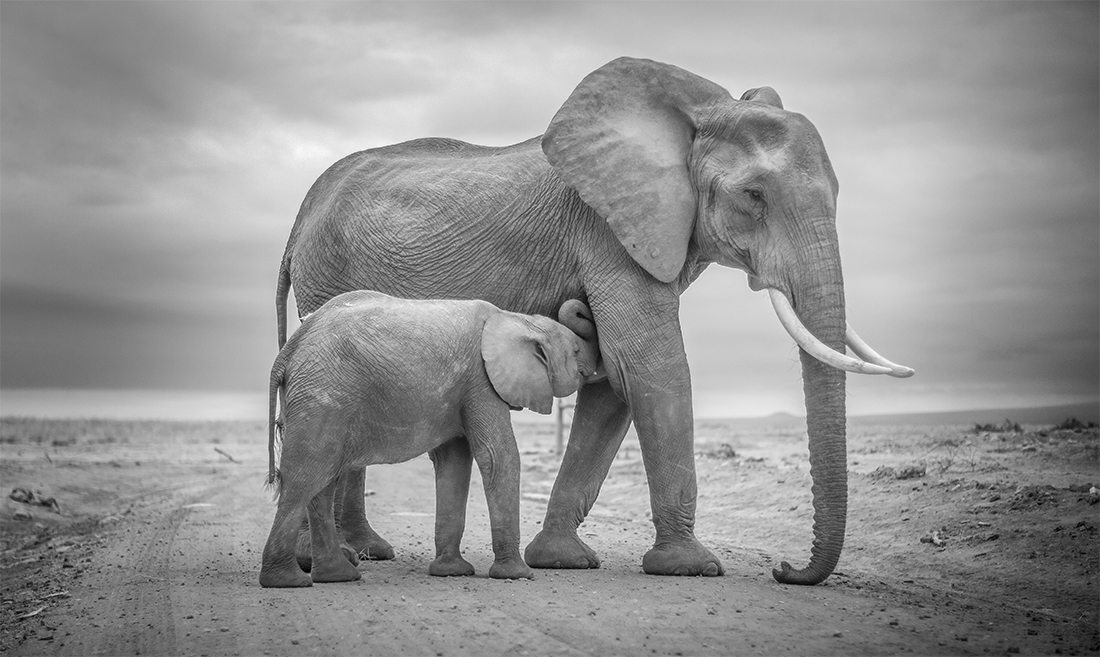 Amboseli Infrared Wildlife