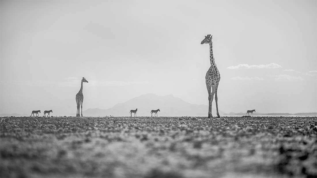 Amboseli Infrared Wildlife