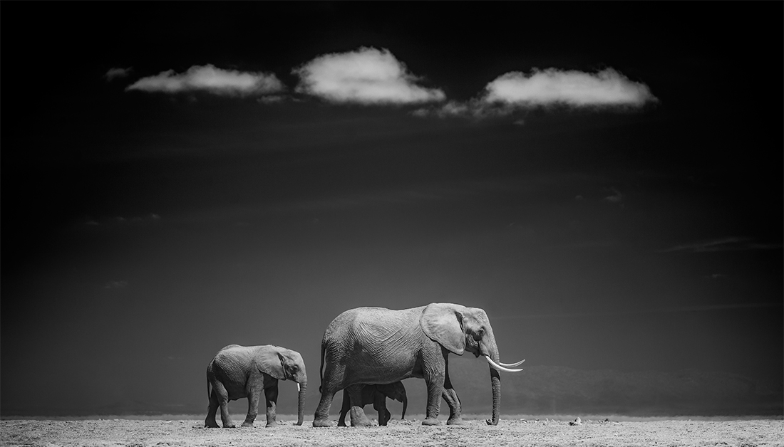 Amboseli Infrared Wildlife