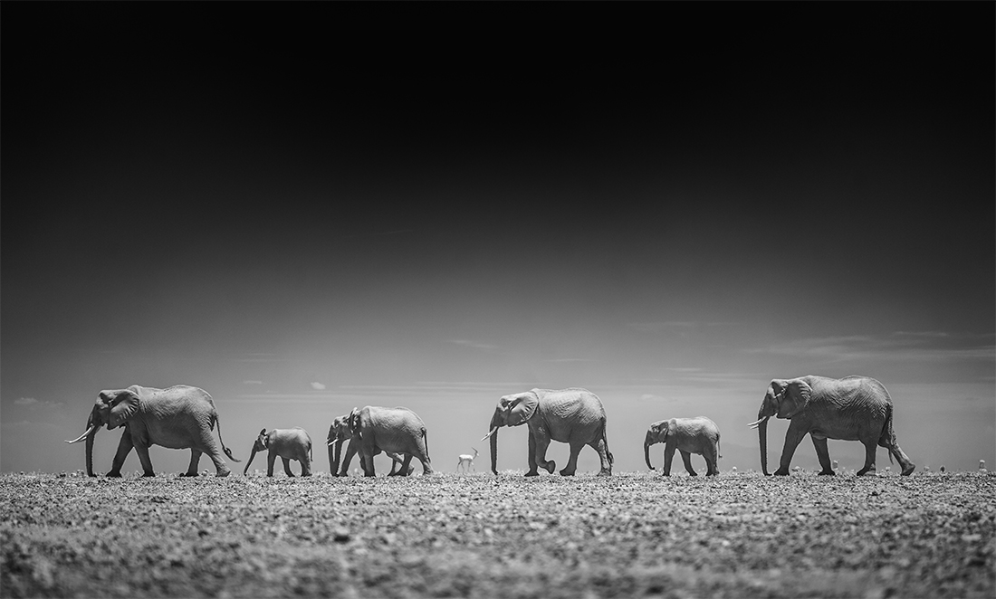 Amboseli Infrared Wildlife