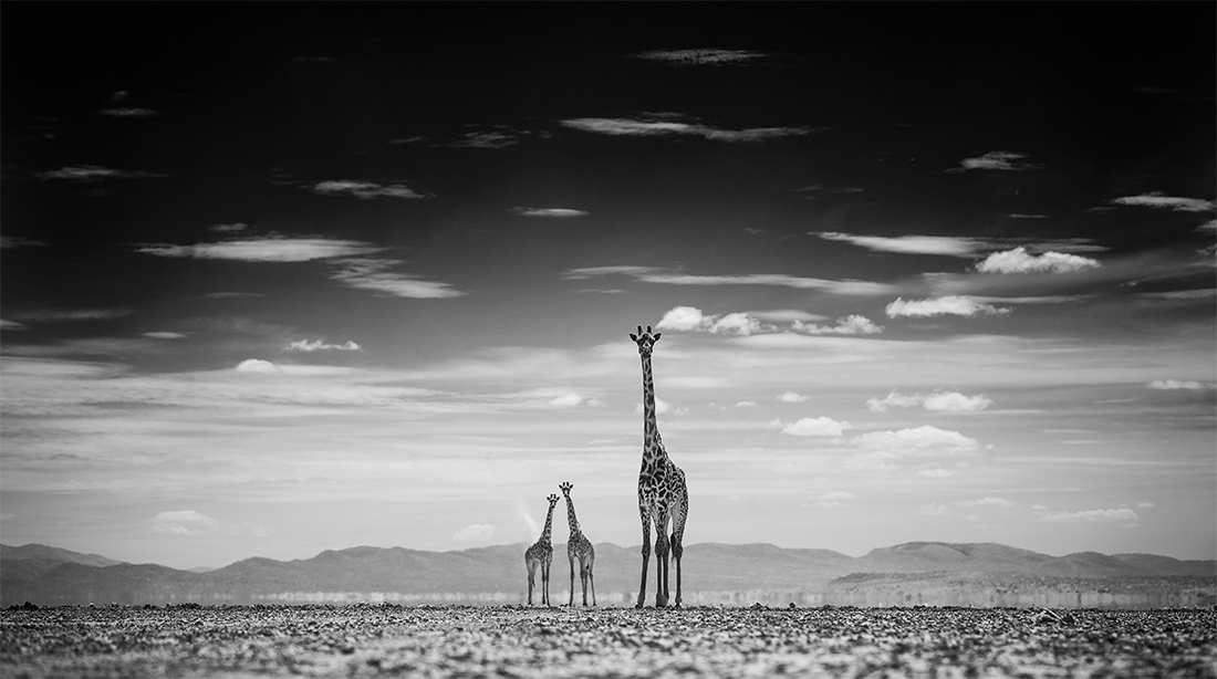 Amboseli Infrared Wildlife