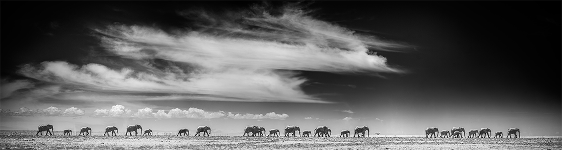 Amboseli Infrared Wildlife