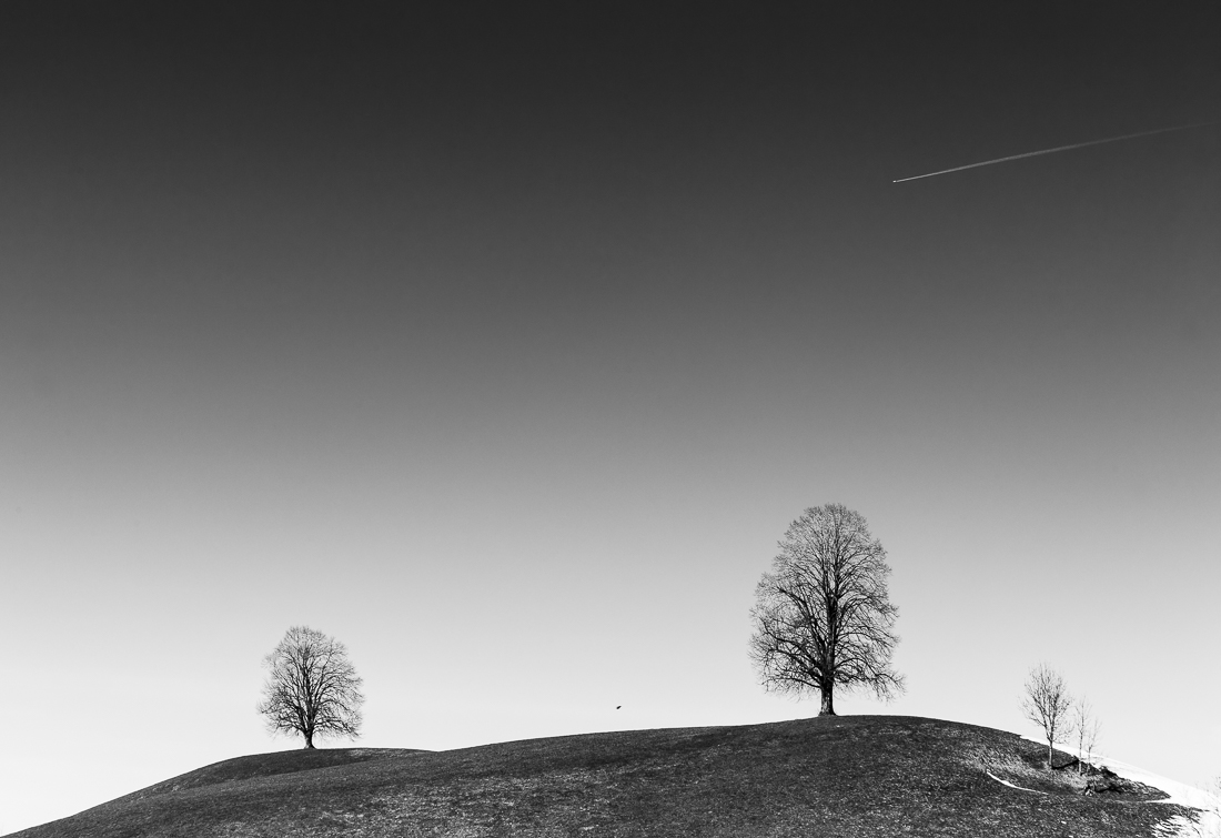 Memorial Trees