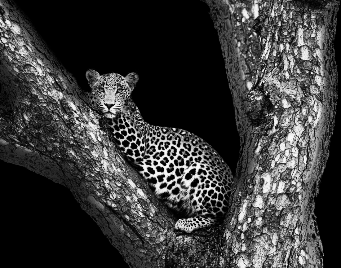 Panthera
