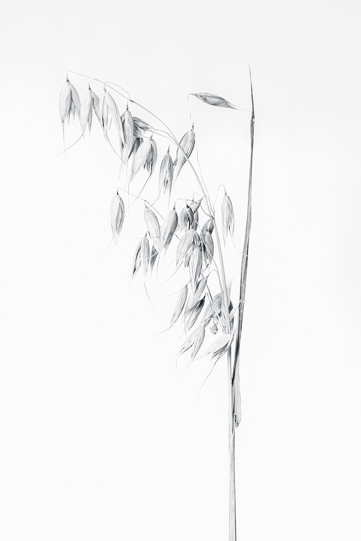Botanical Studies