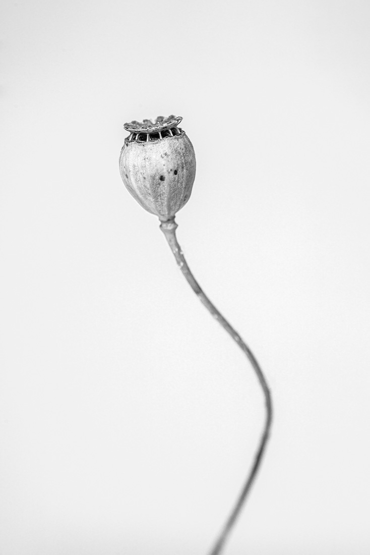 Botanical Studies