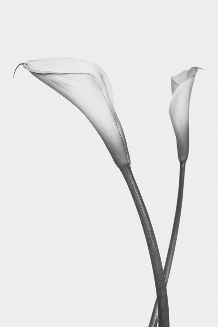 Botanical Studies