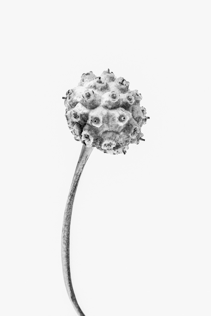 Botanical Studies