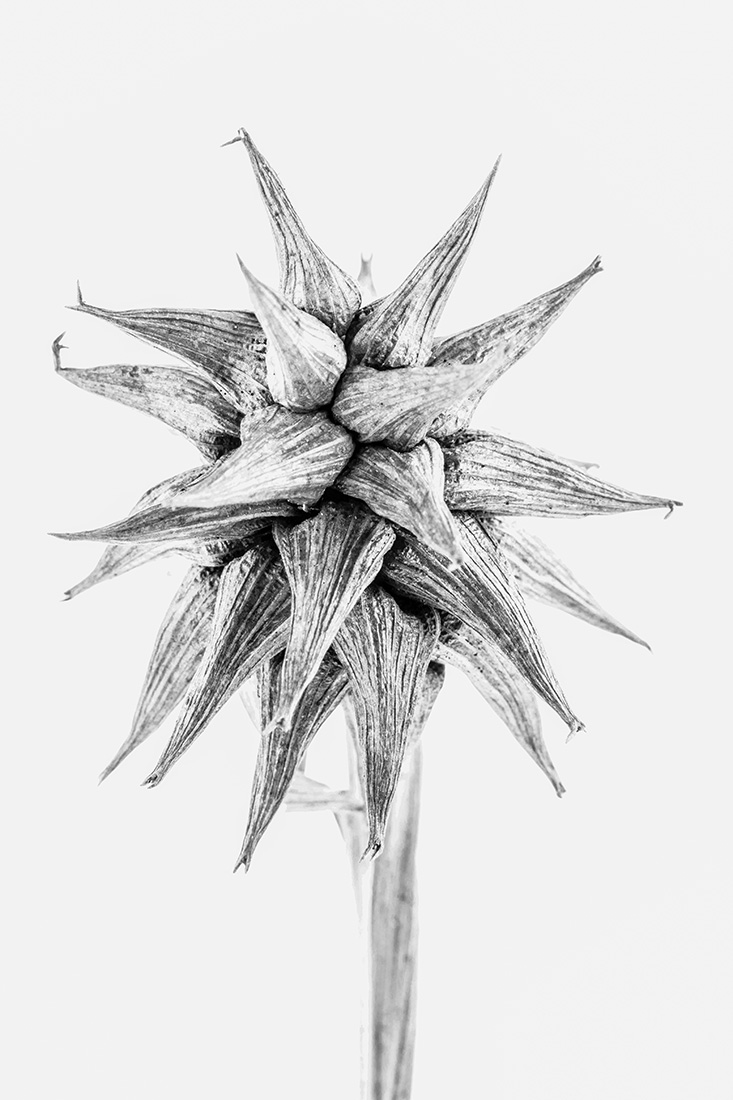 Botanical Studies