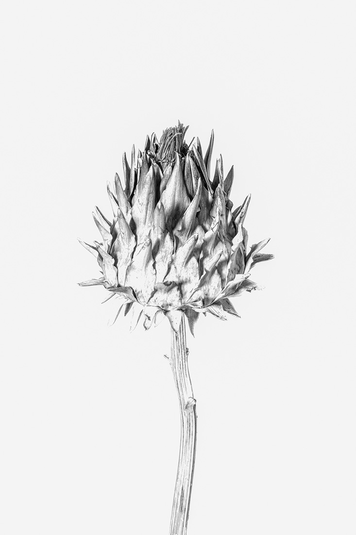 Botanical Studies