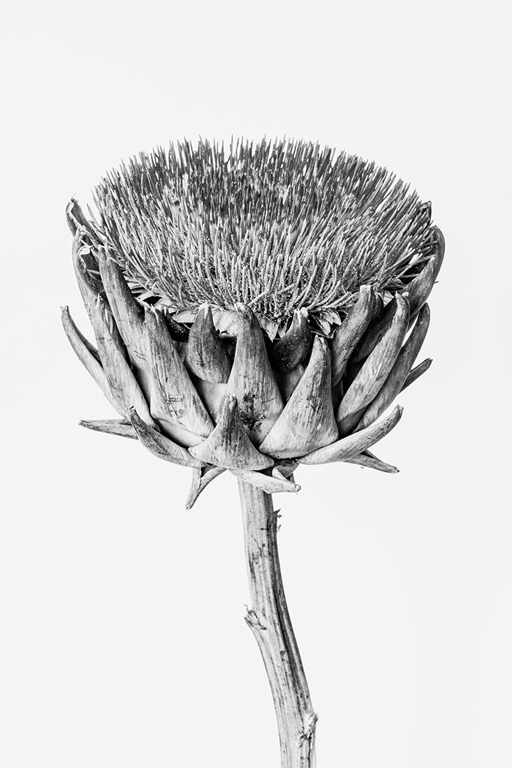Botanical Studies