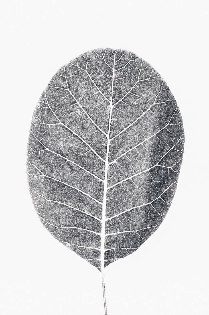 Botanical Studies