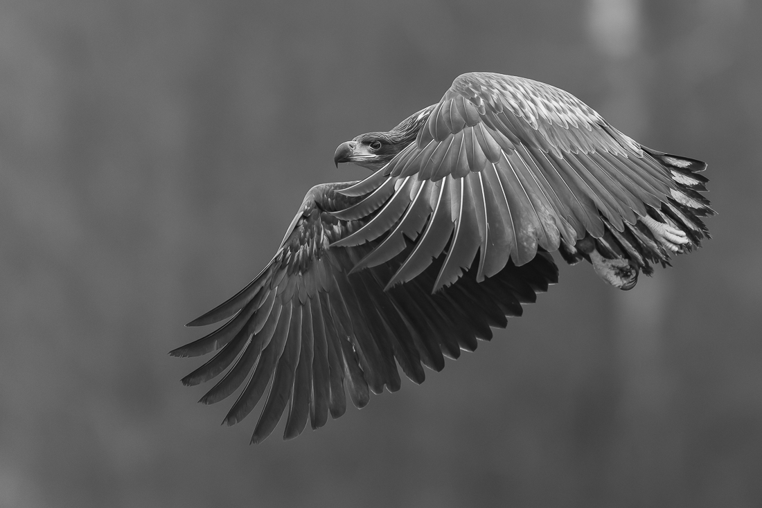 Majesty