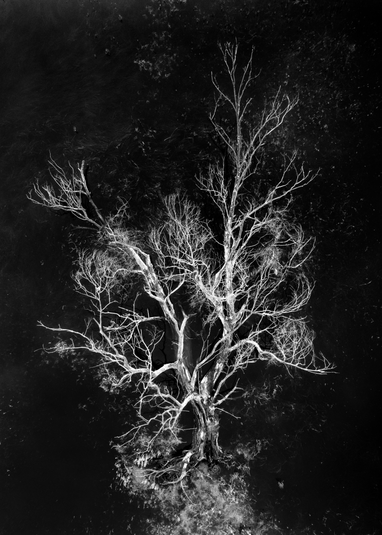 Tree portrait