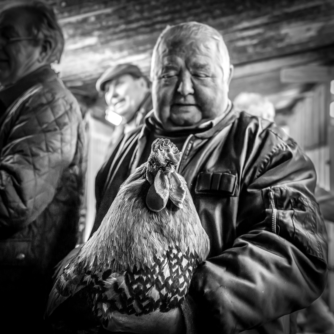 The singing roosters 
