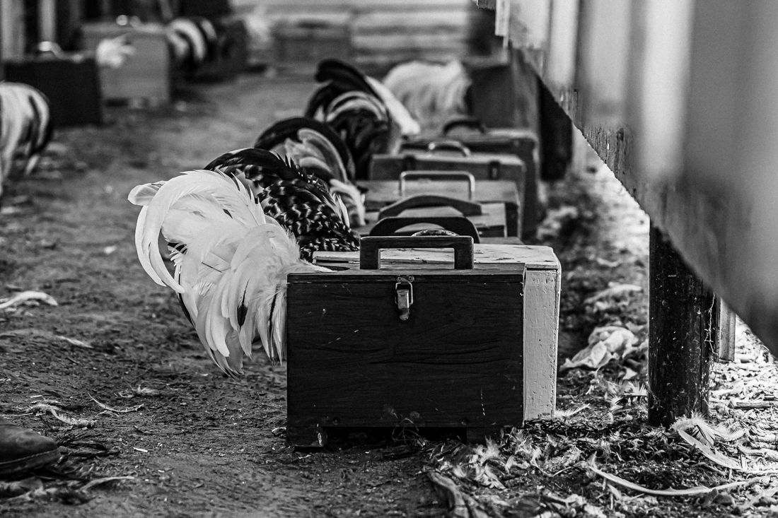 The singing roosters 