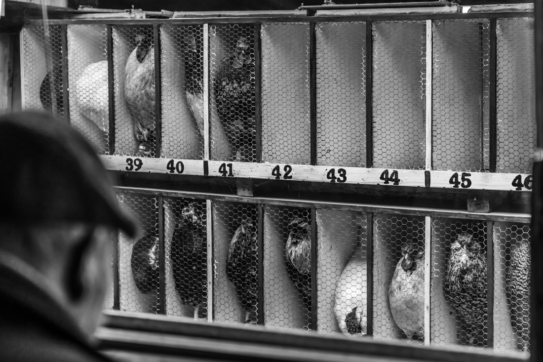 The singing roosters 