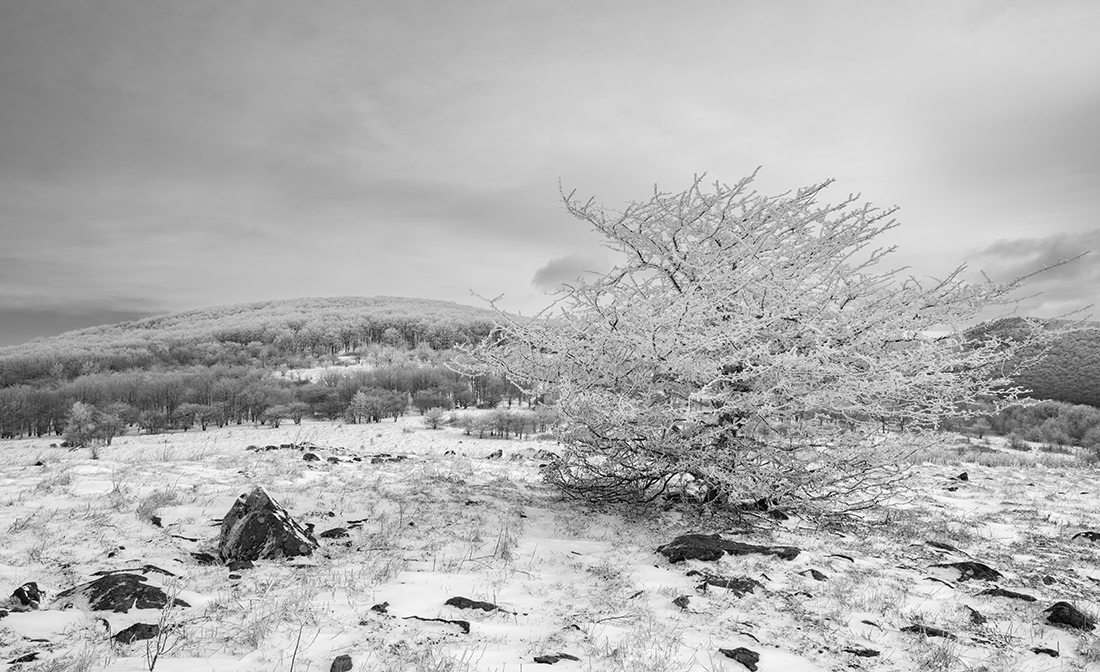 Elk Garden
