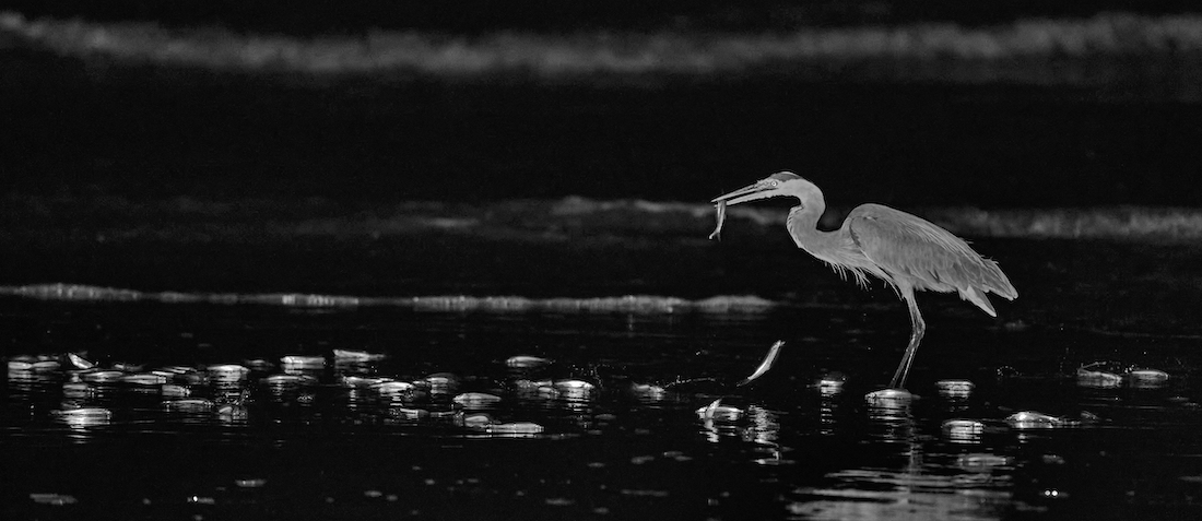 RUNNING FOR THE GRUNION