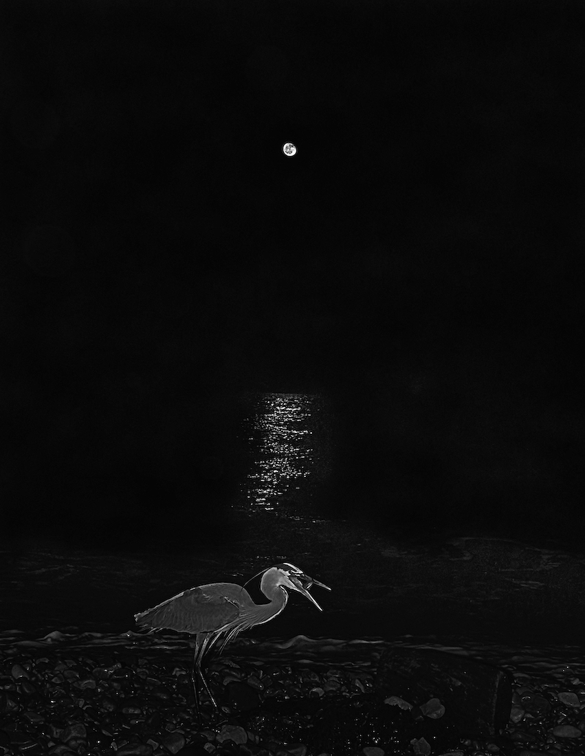 RUNNING FOR THE GRUNION