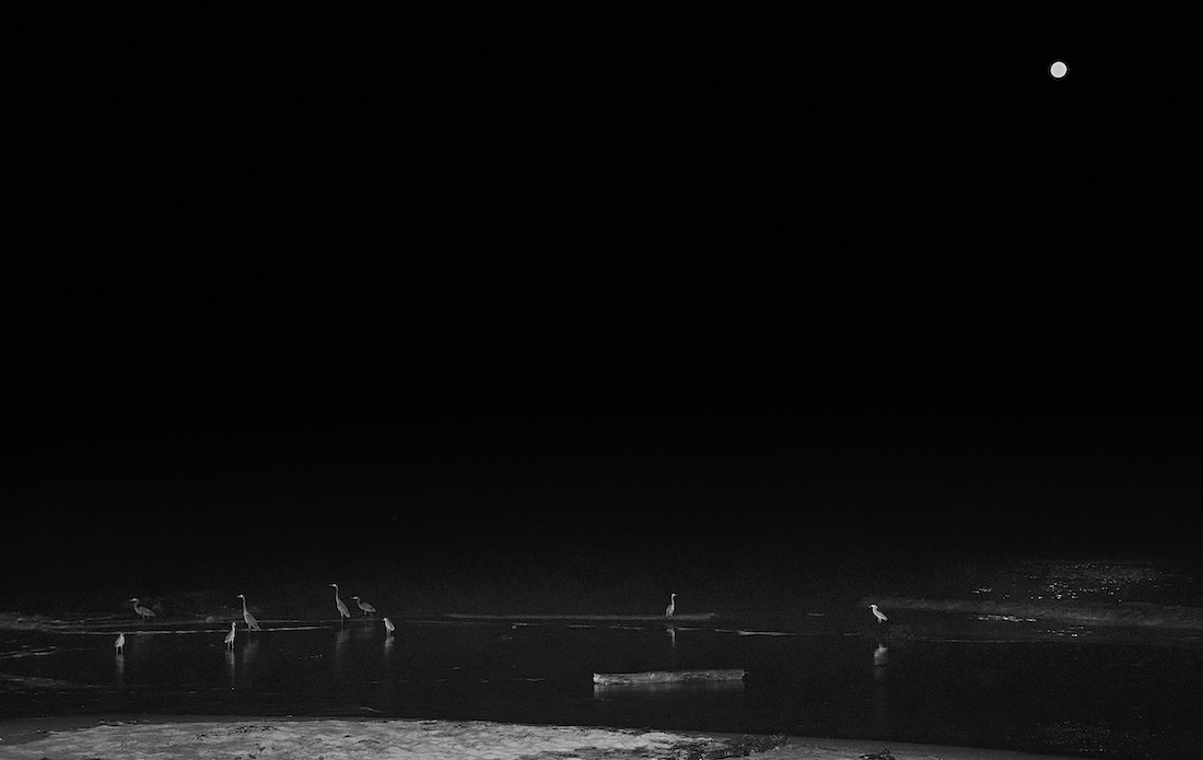 RUNNING FOR THE GRUNION