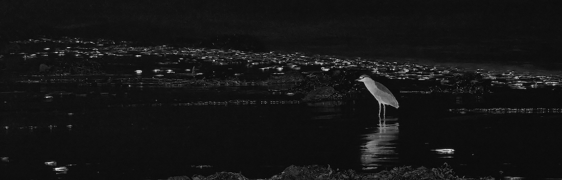 RUNNING FOR THE GRUNION