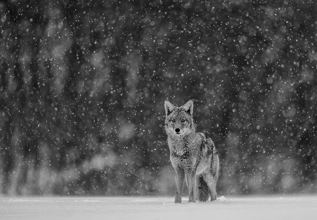 City wildlife in Winter
