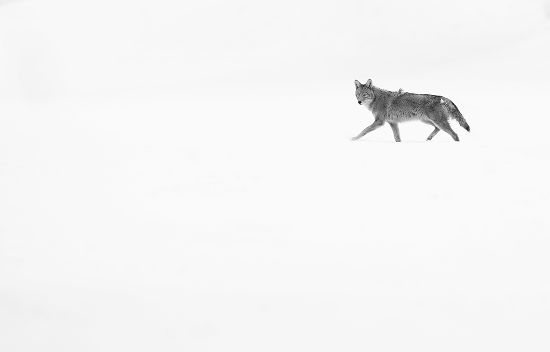 City wildlife in Winter