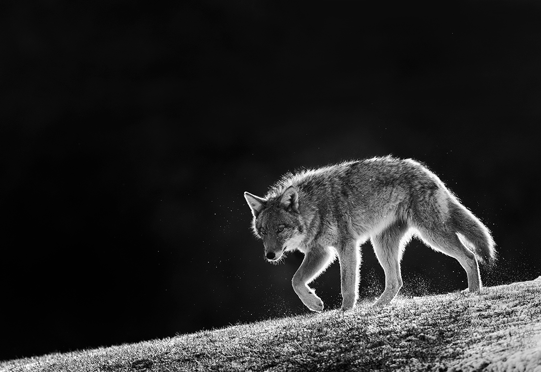 City wildlife in Winter