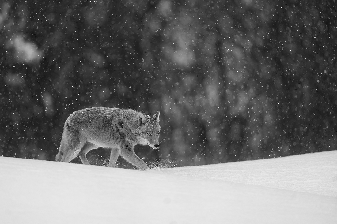 City wildlife in Winter