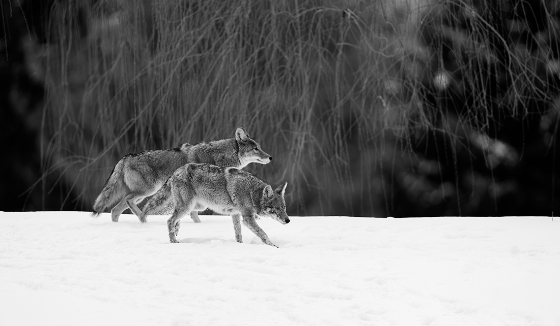 City wildlife in Winter