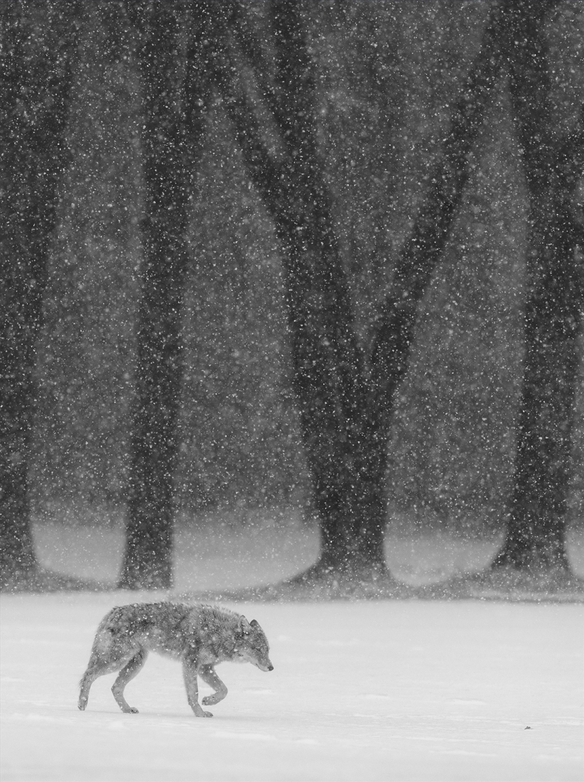 City wildlife in Winter