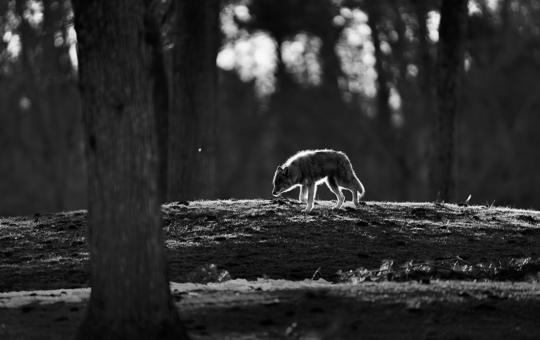 City wildlife in Winter