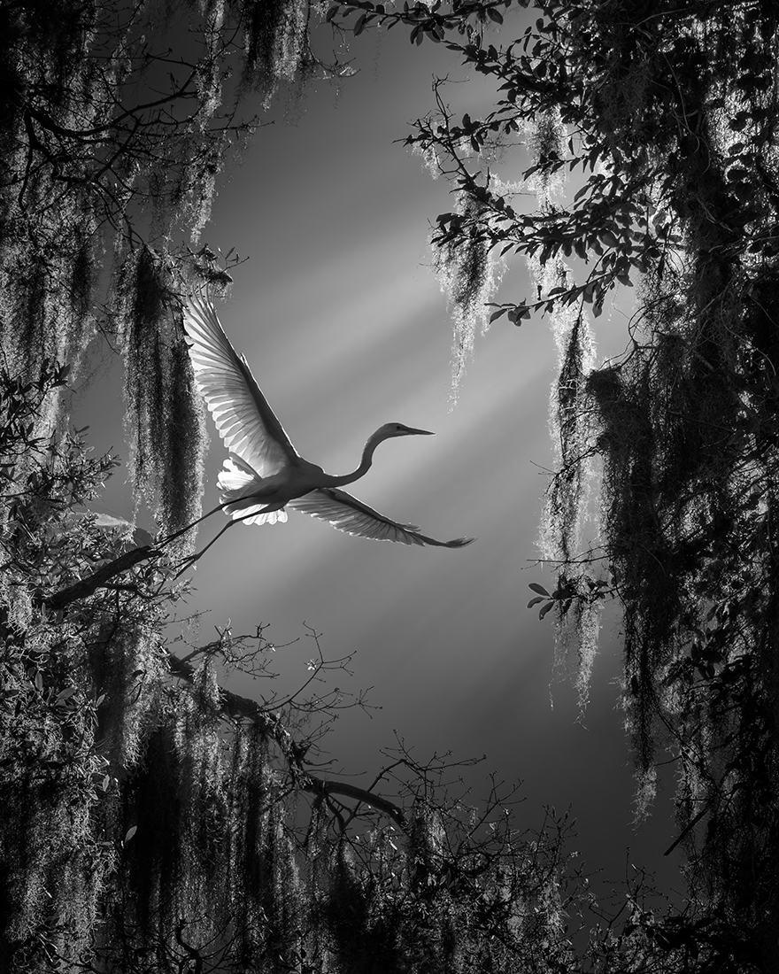 Wings of Paradise 