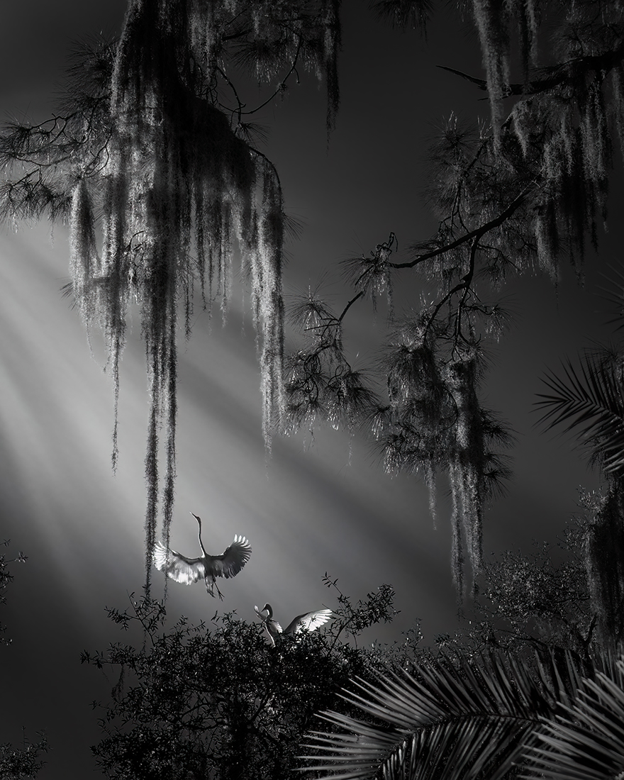 Wings of Paradise 