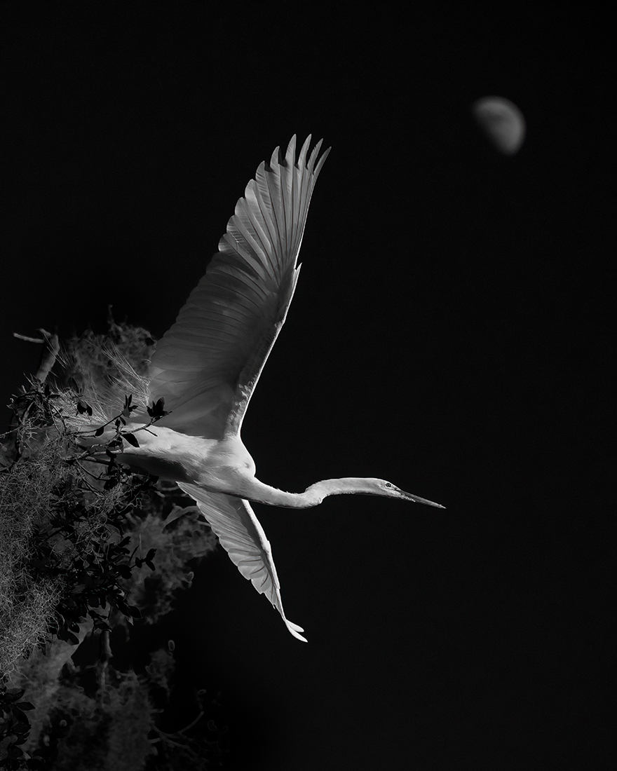 Wings of Paradise 
