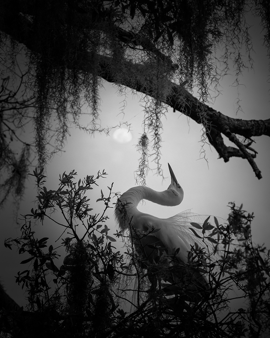 Wings of Paradise 