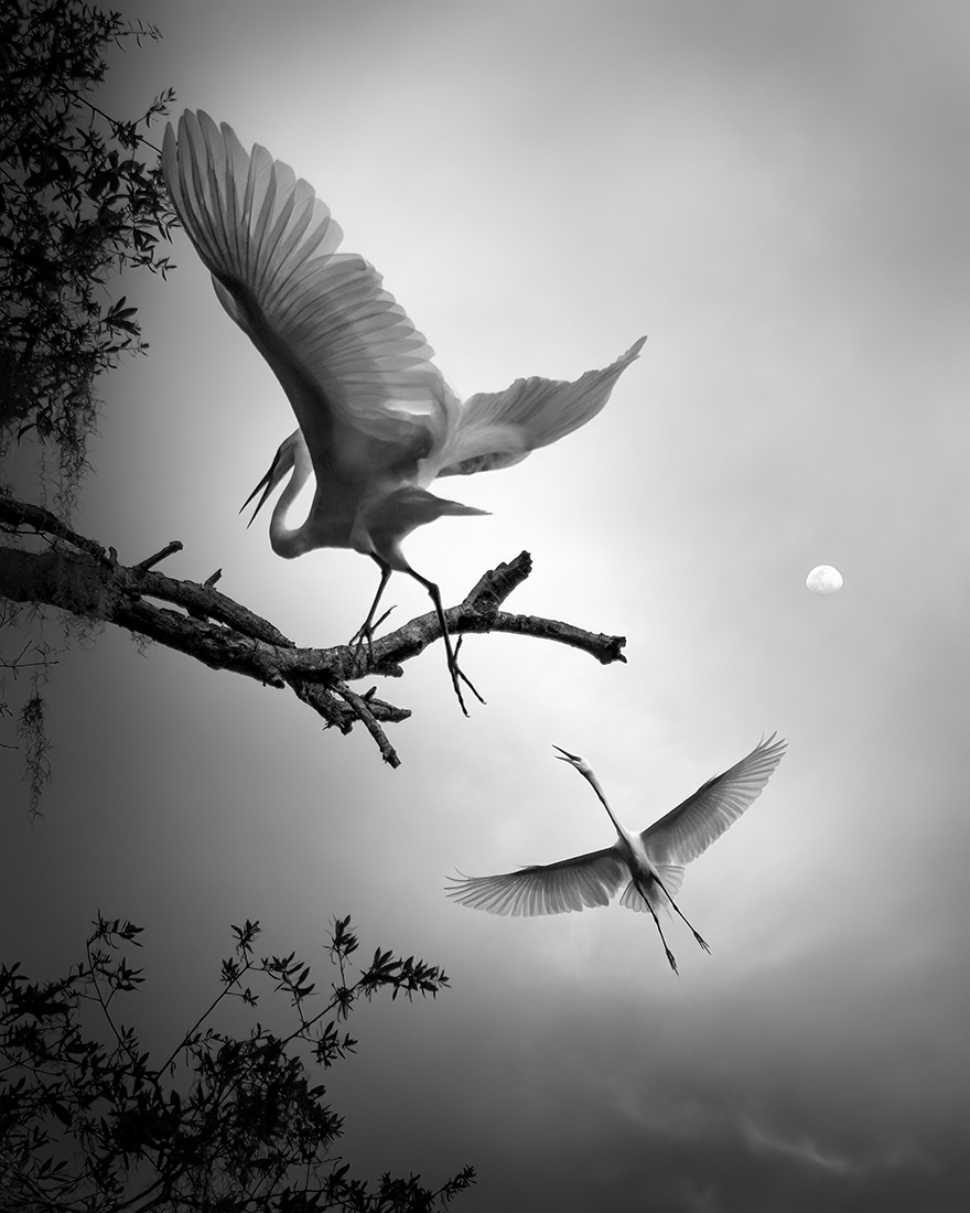Wings of Paradise 
