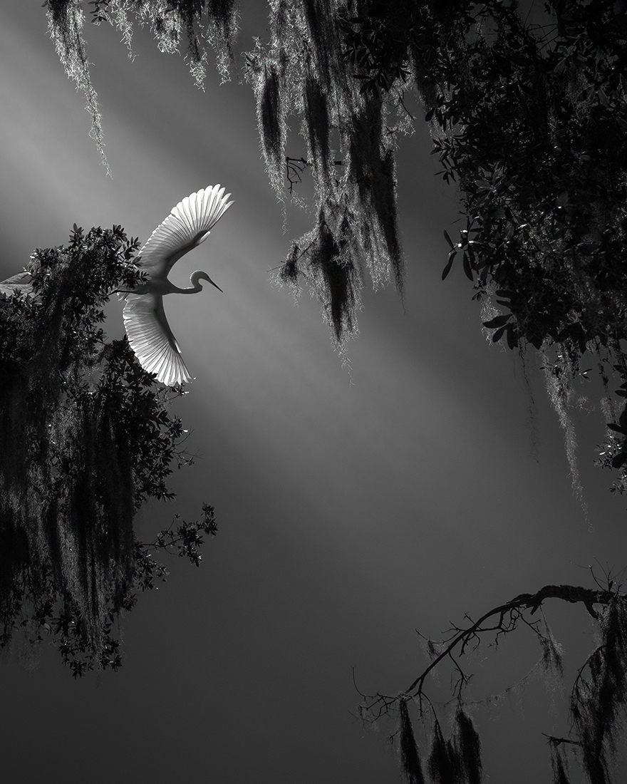 Wings of Paradise 