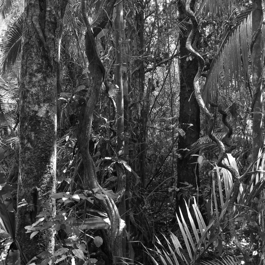 Daintree, Lights in the Forest 